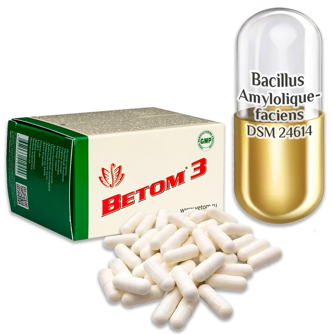 Vetom 3 probiotikum kapszula (étrend-kiegészitő)